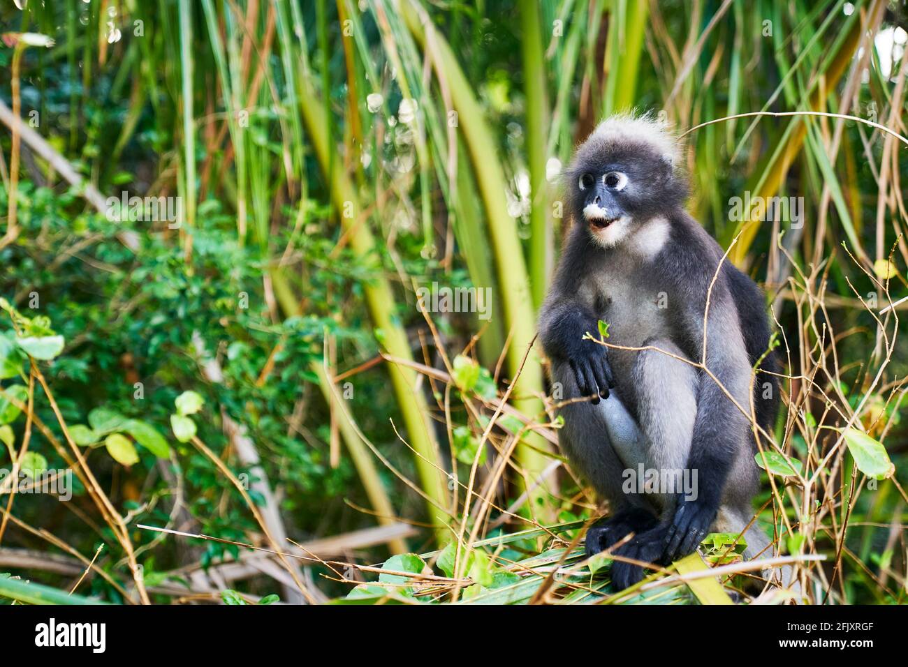 Ein dunkler Blätteraffe ist auch bekannt als der Brillenlangur, der Blätter frisst, Krabi Thailand Stockfoto