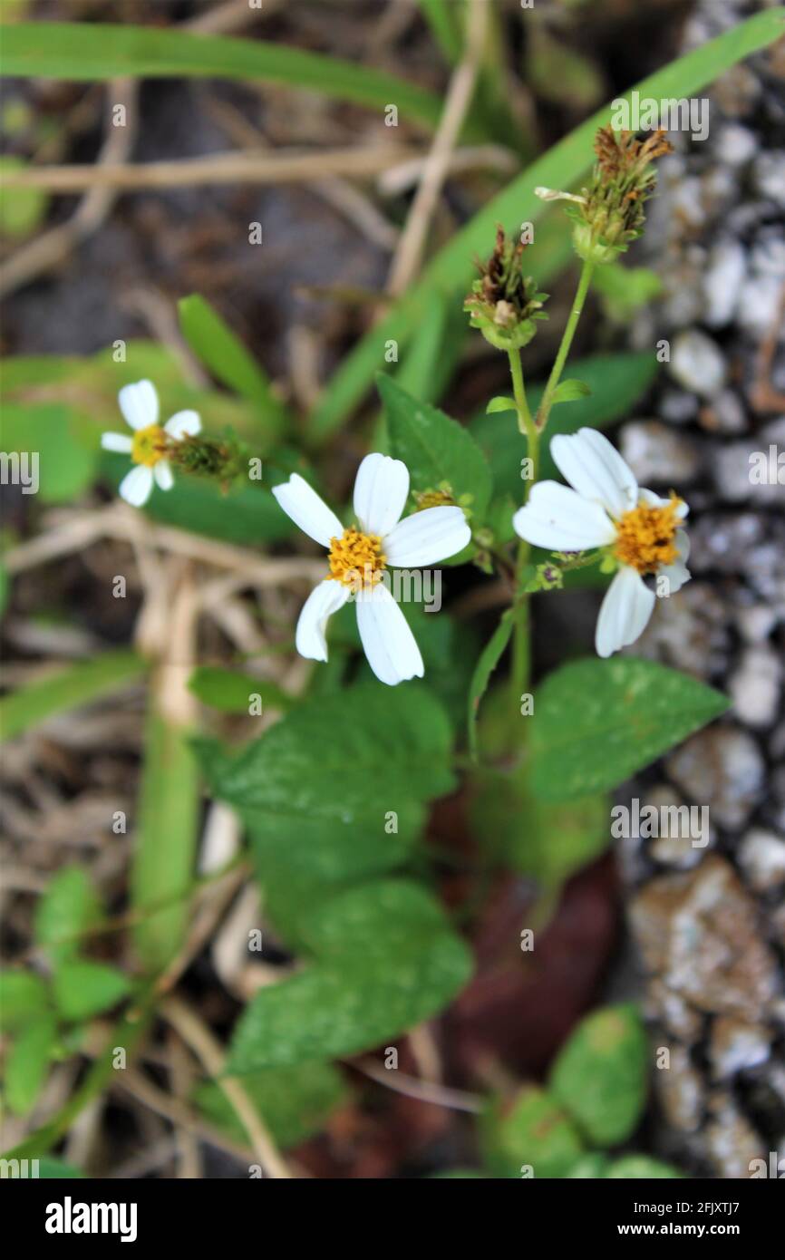 Spanische Nadelblüte in der Natur, auch bekannt als Bidens pilosa. Weiße Blume mit einem gelben Pollenzentrum und grünen Blättern. Wird für medizinische Zwecke verwendet Stockfoto