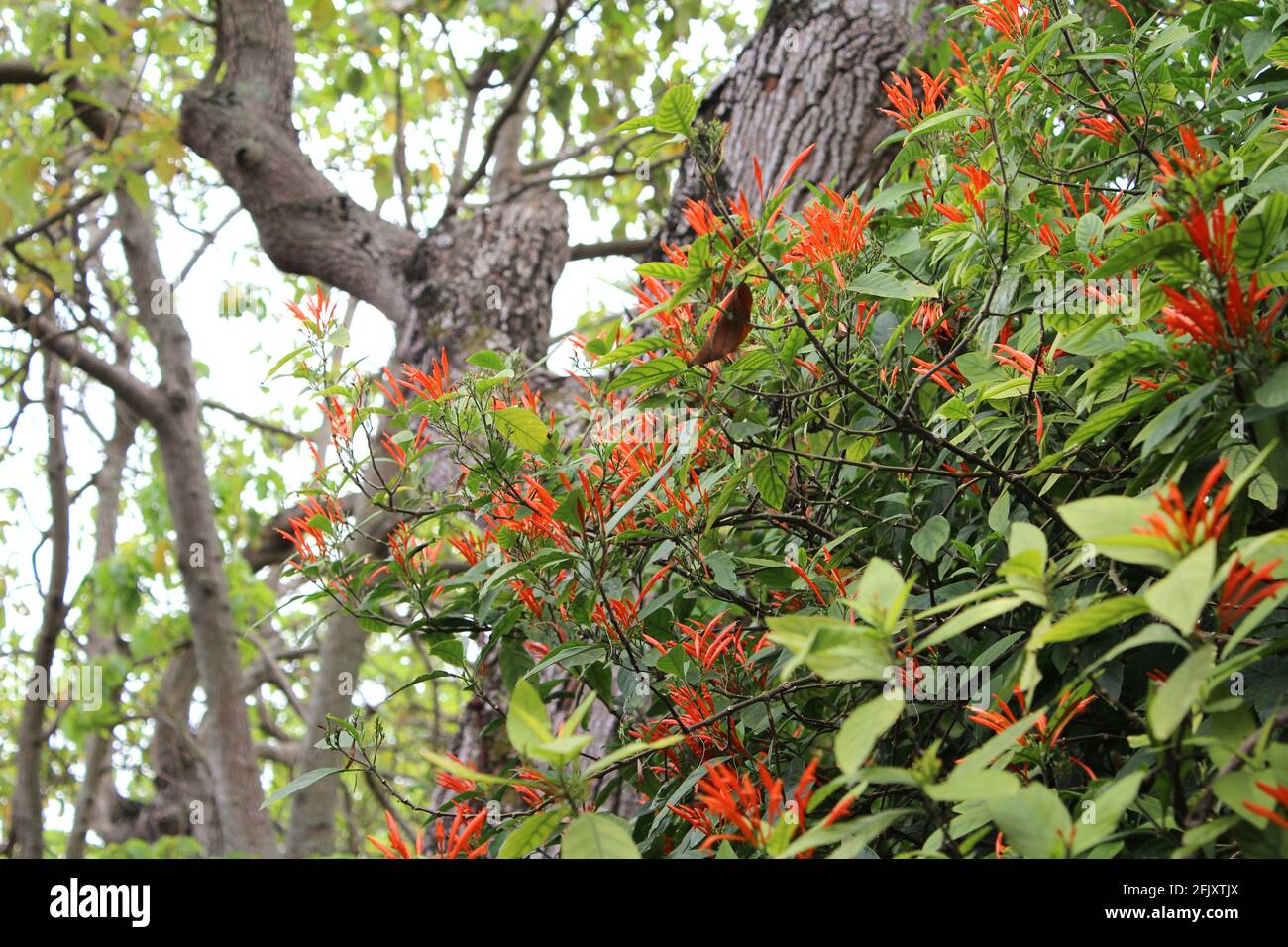Buschblütenbaum. Mexikanischer Feuerbusch. Rotschopf, Coloradillo, Hamelia patens. Typischer Baum in Süd-Florida. Stockfoto