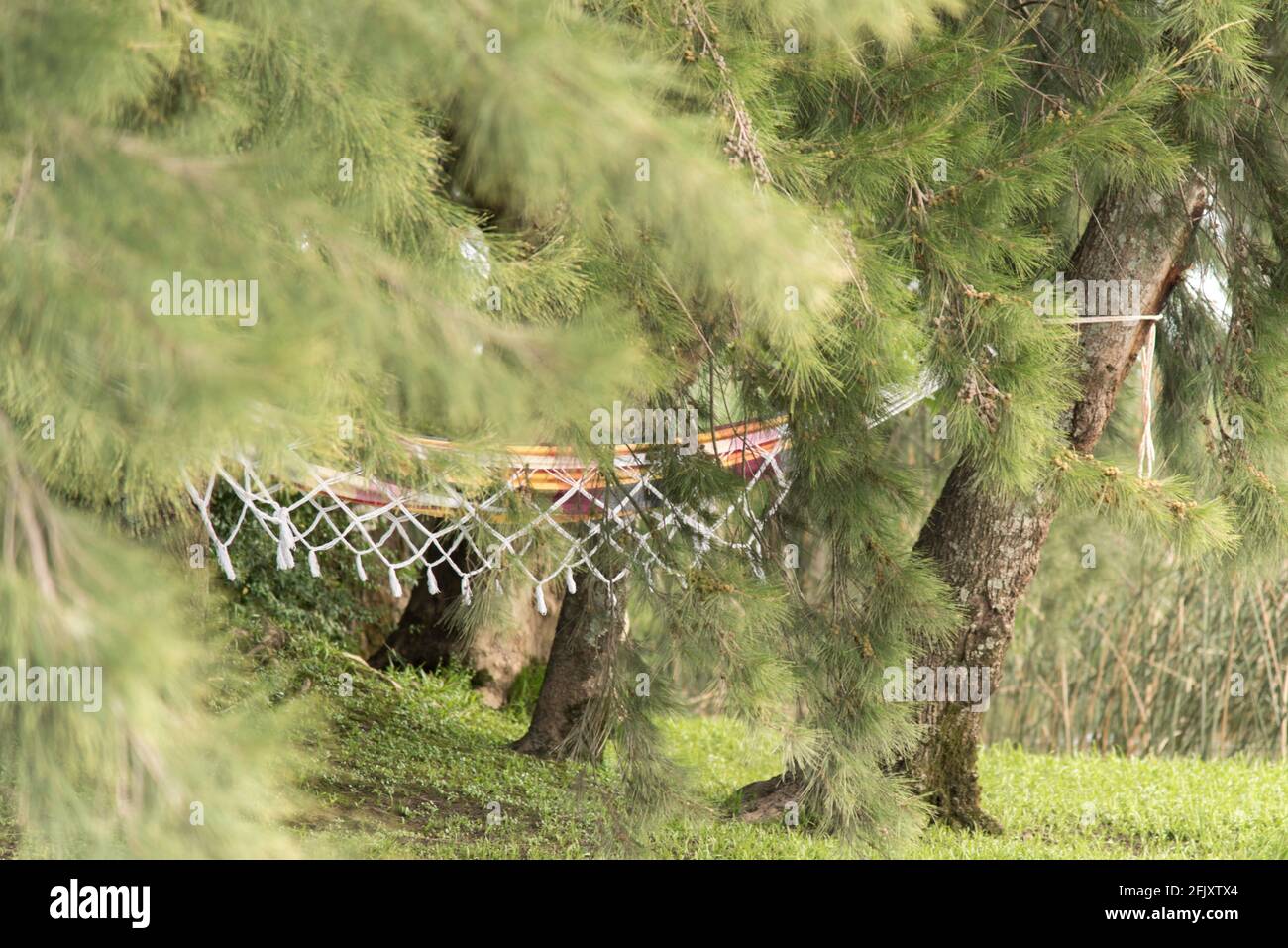 Hängematte in der Mitte der Bäume. Konzepte von Reisen und Erholung in der Natur. Bild mit Kopierbereich. Stockfoto