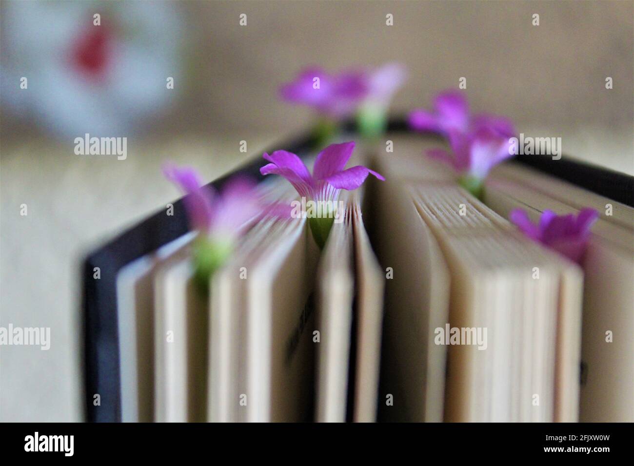 Seitenansicht von oben mit winzigen violetten Blumen zwischen den Seiten eines Buches mit verschwommenem Hintergrund. Stockfoto