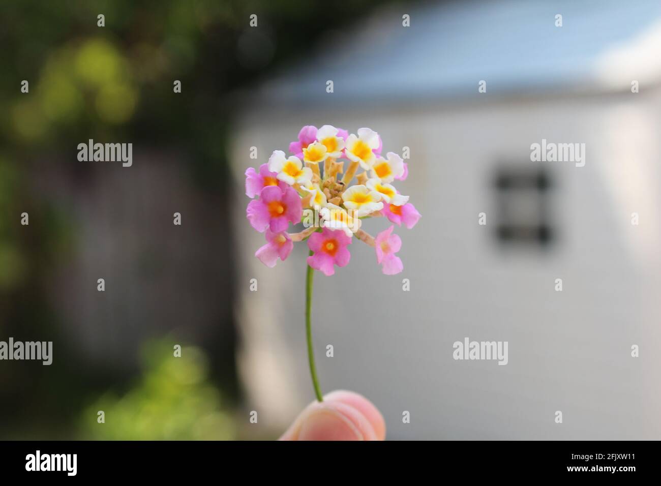 Die Lantana Perennial Blume blüht im Frühling. Gelbe Weißblüten und rosa Blütenblätter. Der Familienname der Blume ist Verbenaceae und ist sehr typisch im Frühling Stockfoto