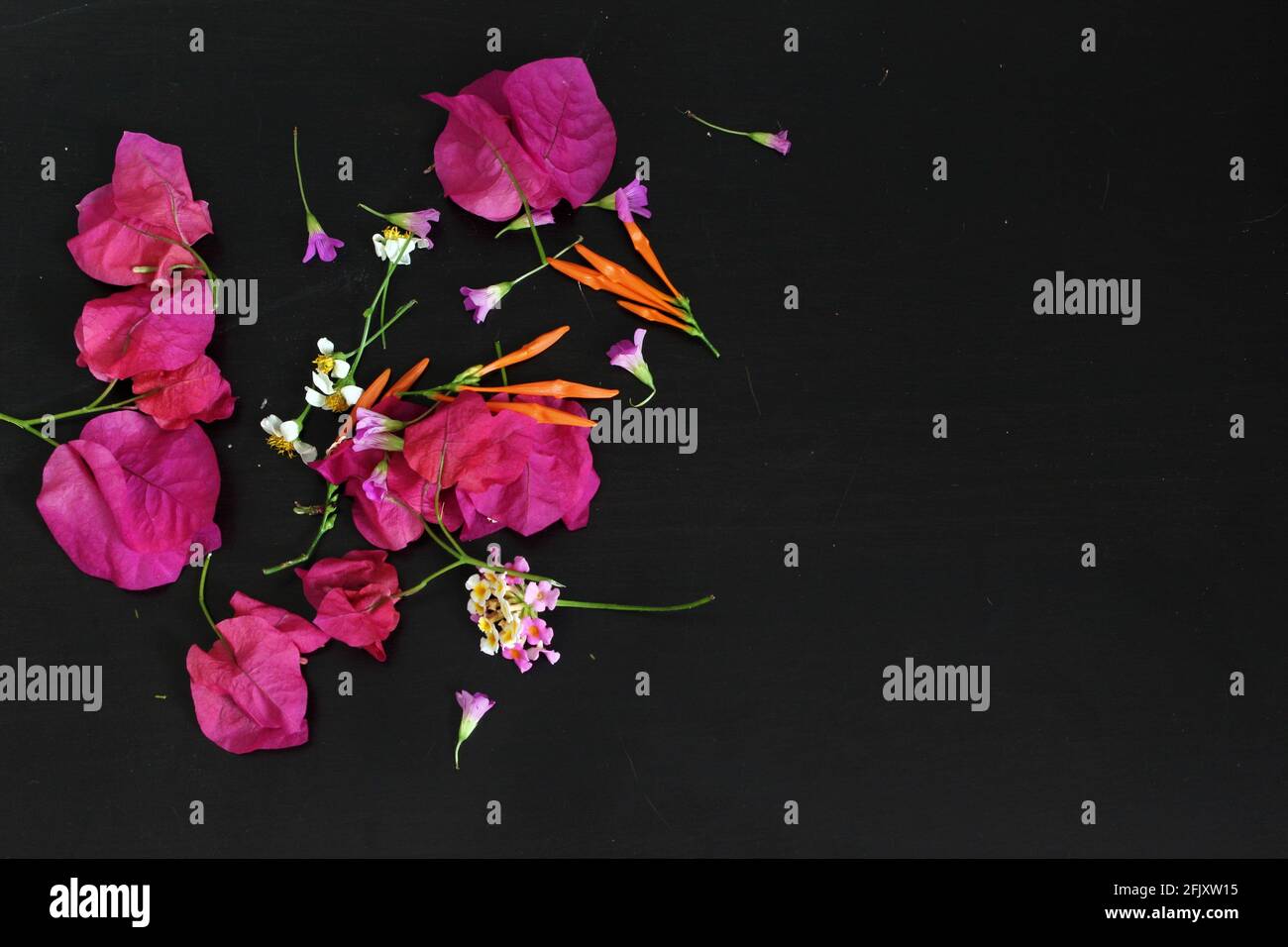 Unordentliche Wildblumen auf schwarzem Hintergrund mit Pedalen und Stielen. Bougainvillea, Feuerbusch, spanische Nadeln. Platz für Text kopieren Stockfoto