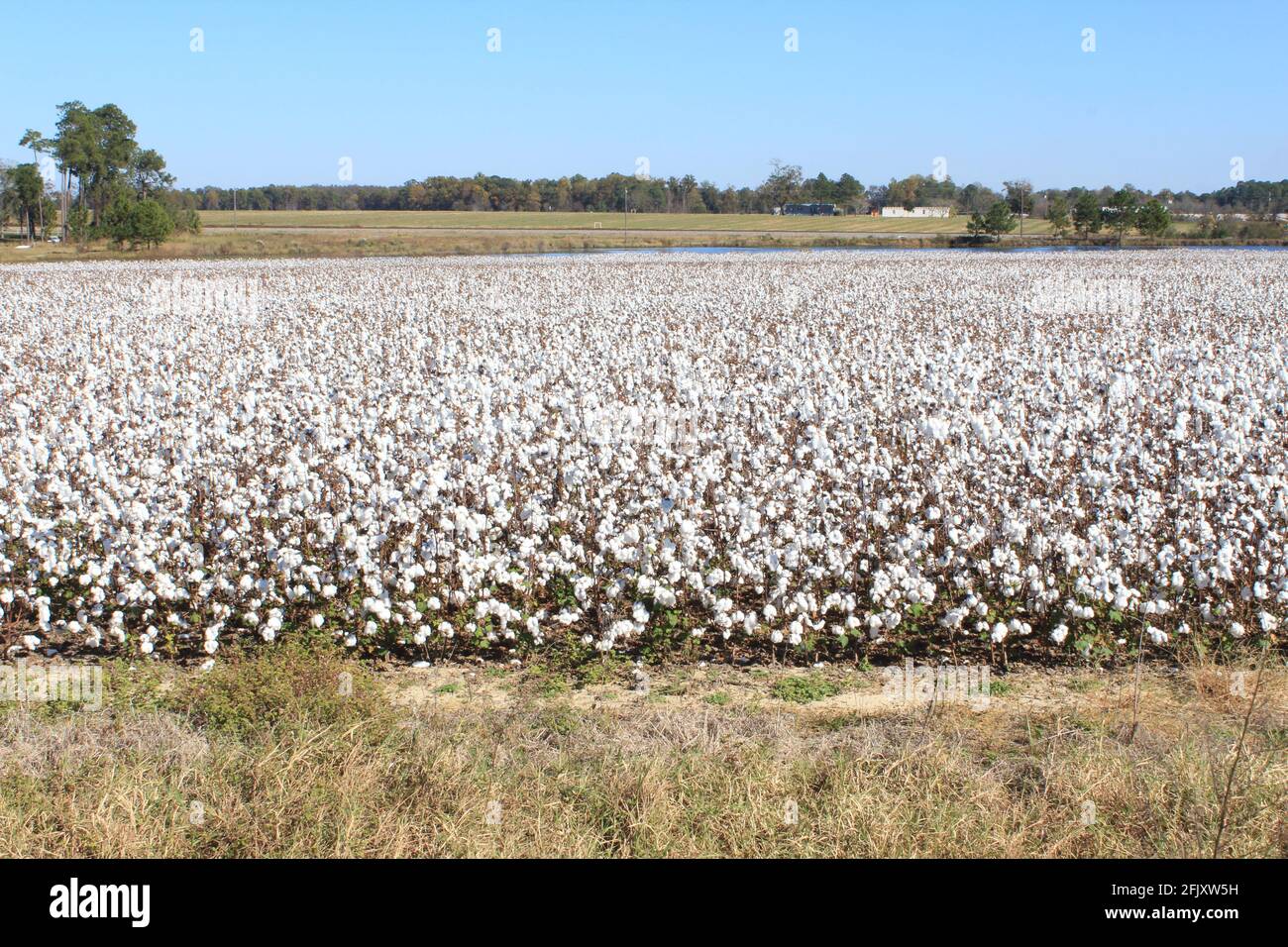Große Baumwolle in Gainesville, Florida Farm eingereicht. Stockfoto