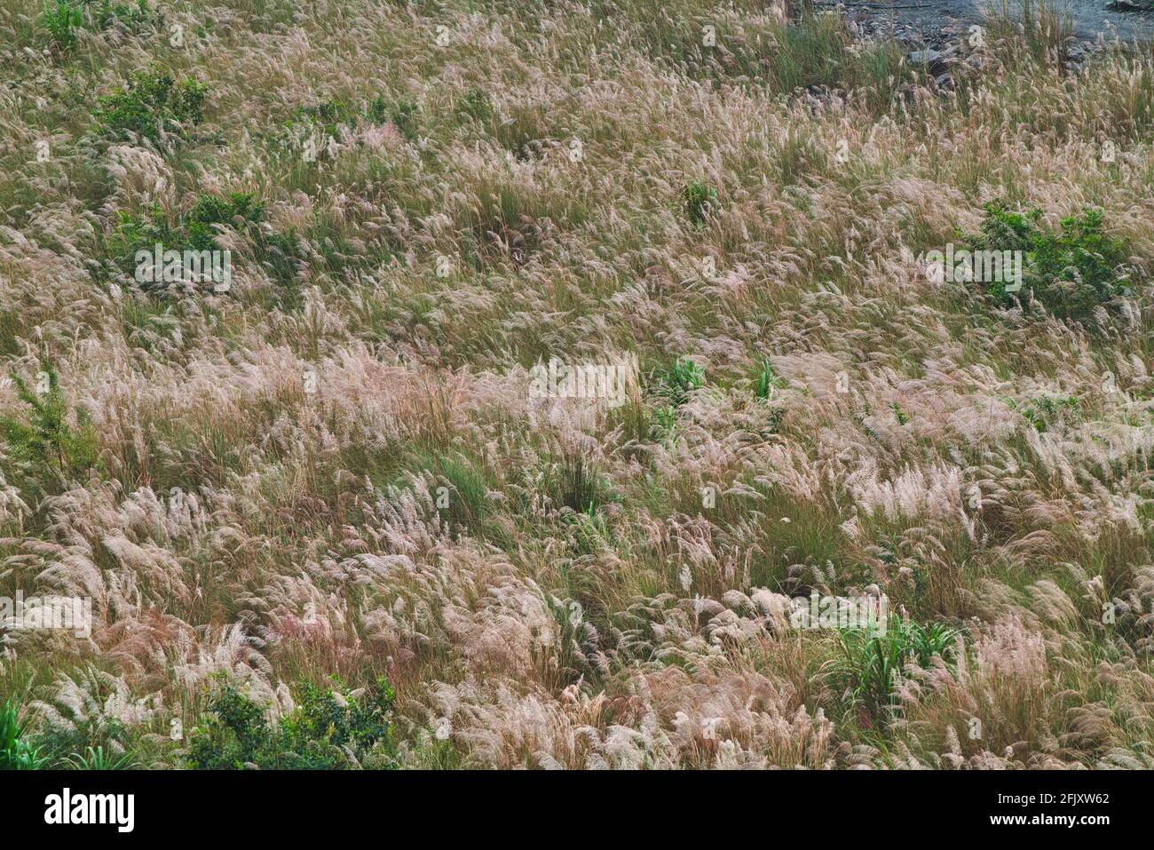 Einige der Schilfblumen wiegen mit dem Wind. Verschiedene Pflanzenarten und Naturlandschaften. Wuling Farm im Winter, Taiwan. Dezember 2020. Stockfoto