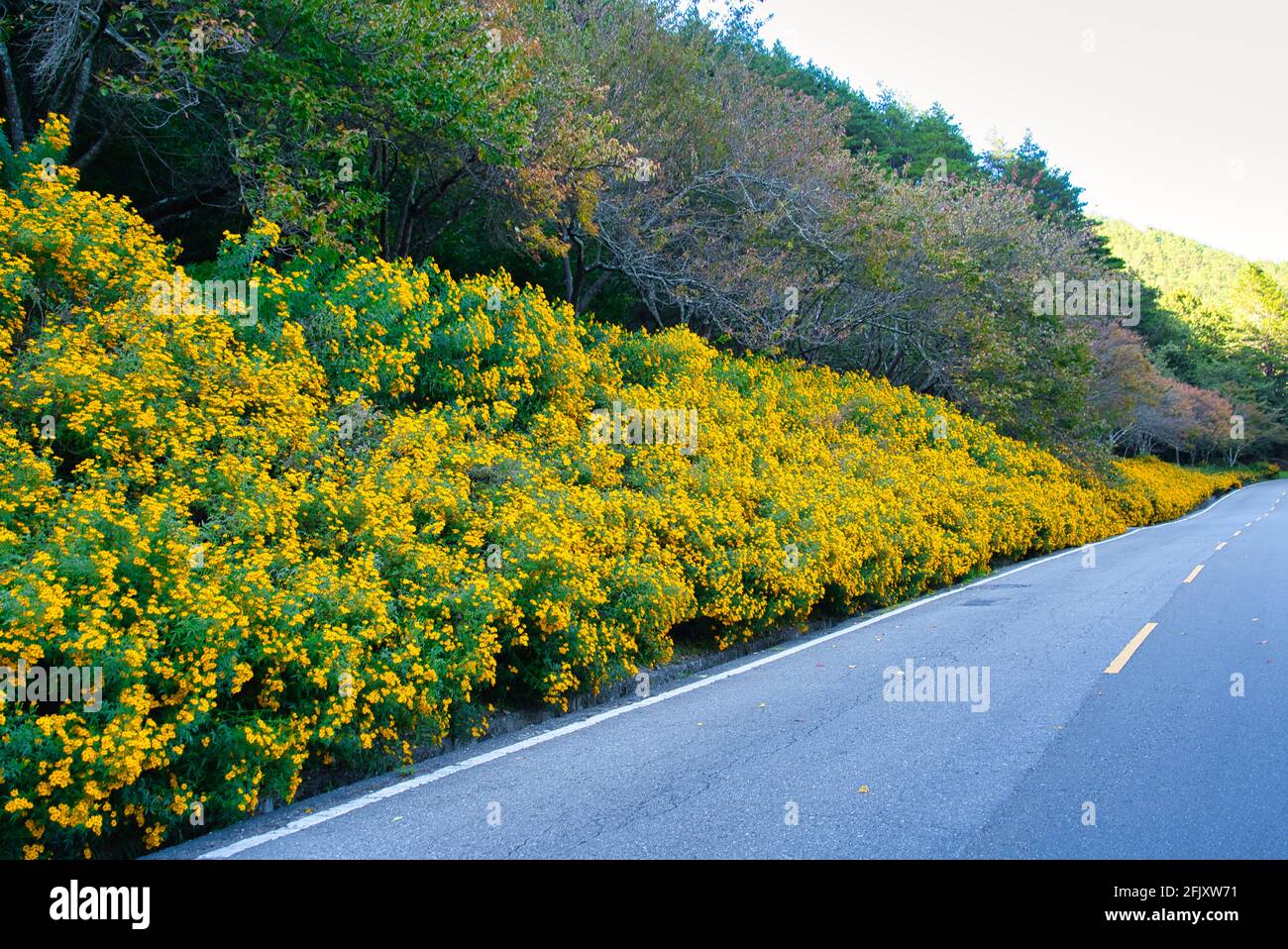 Kleine gelbe Blumen entlang der asphaltierten Straße. Verschiedene Pflanzenarten und Naturlandschaften. Wuling Farm im Winter, Taiwan. Dezember 2020. Stockfoto