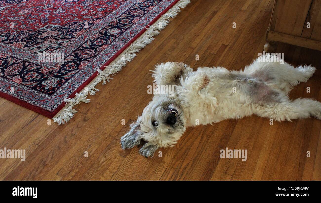Ein fröhlicher, weich beschichteter Wheaten Terrier, ein reiner Brothund, der den Bauch auflegt und darauf wartet, dass ihn jemand auf einem Holzboden streichelt. Stockfoto