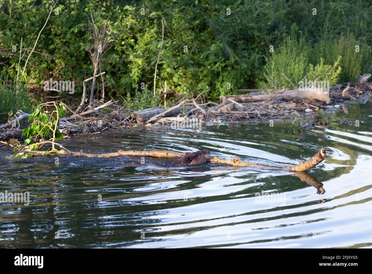 Biber (Castor canadensis) schwimmt durch den Teich und trägt den frisch geschnittenen Balsam-Pappelbaum-Ast vom Flussufer zum Damm (Populus balsamifera) Stockfoto