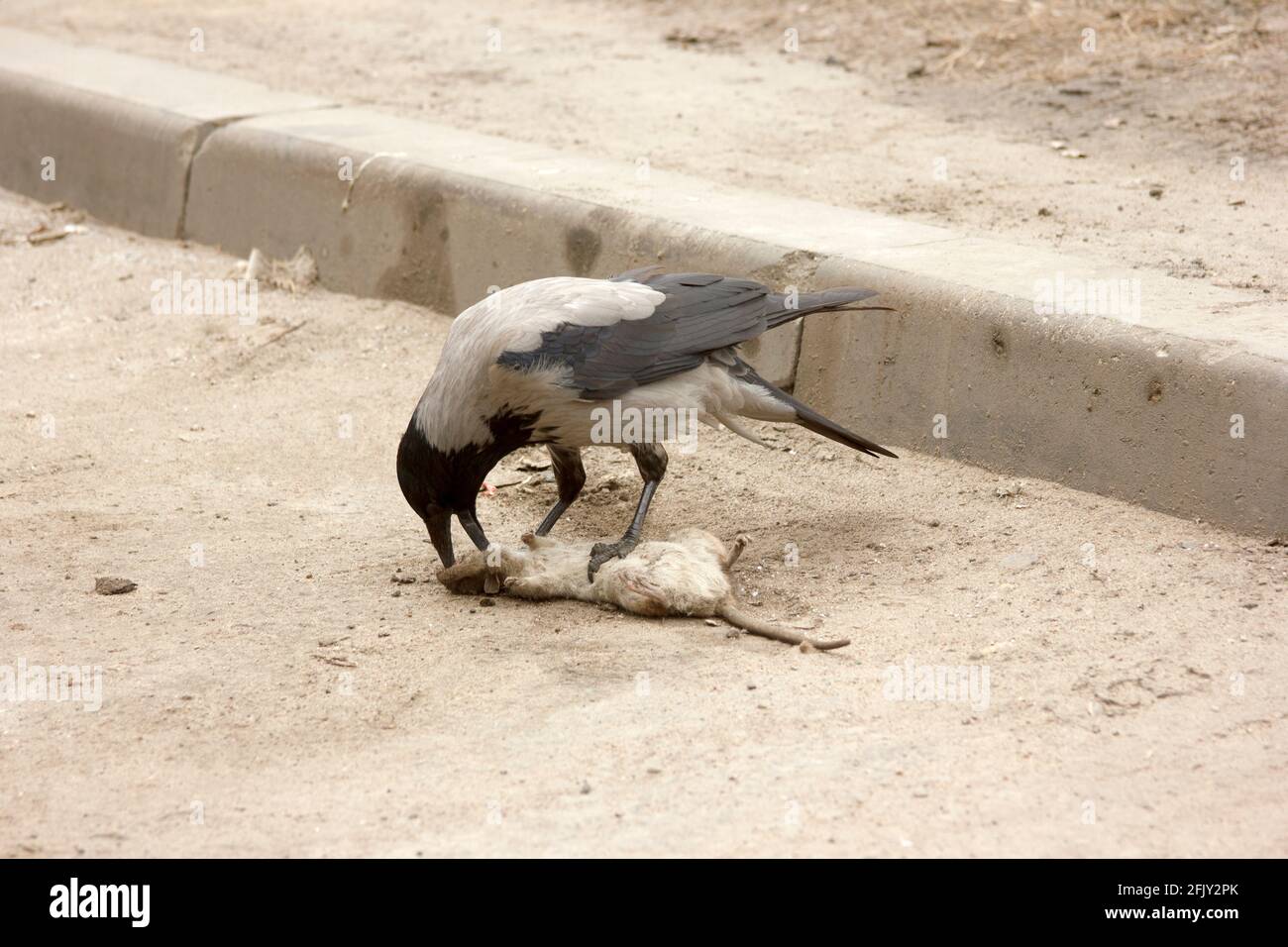 Der Vogel frisst eine tote graue Ratte. Eine Krähe pickt den Kopf eines Nagetieres. Corvus corone cornix. Rattus norvegicus Stockfoto