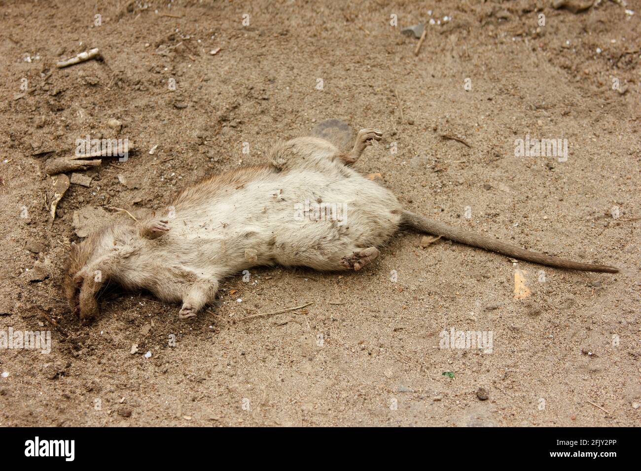 Der Körper einer toten grauen Ratte, nachdem sie von einem Vogel gefressen wurde. Rattus norvegicus in der Stadt Stockfoto