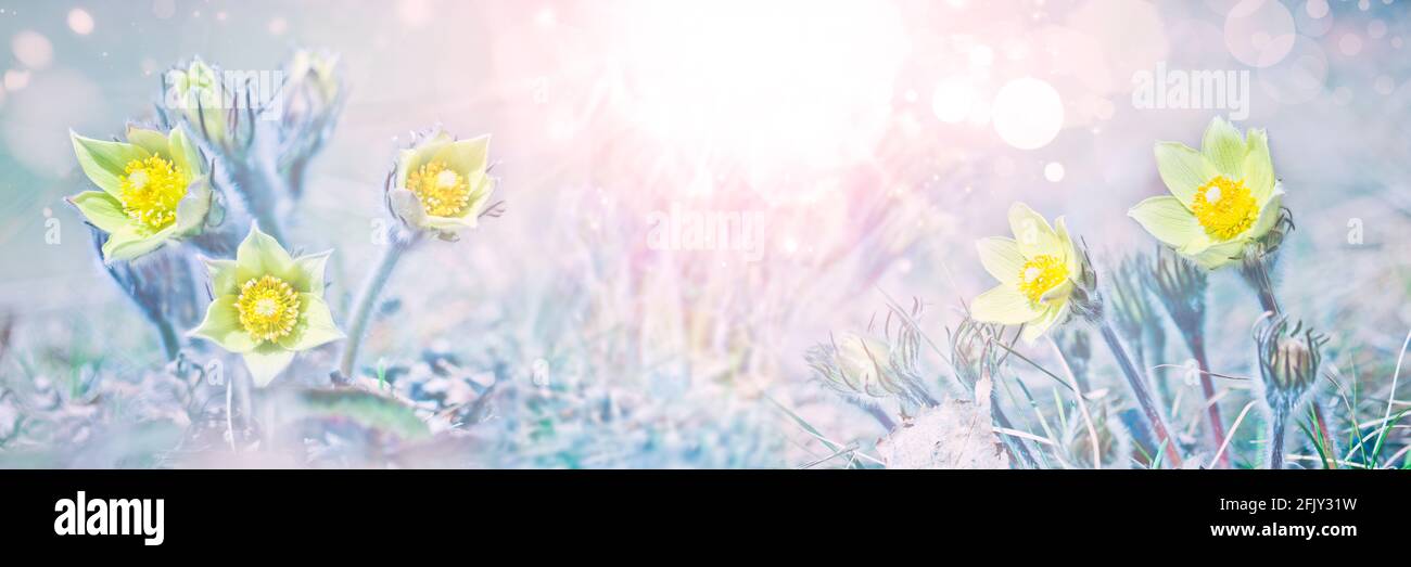 Frühlingshintergrund - schöne gelbe Passblume (Pulsatilla vernalis) blühte im frühen Frühjahr. Der erste Frühling blüht Präriekrokus. Stockfoto