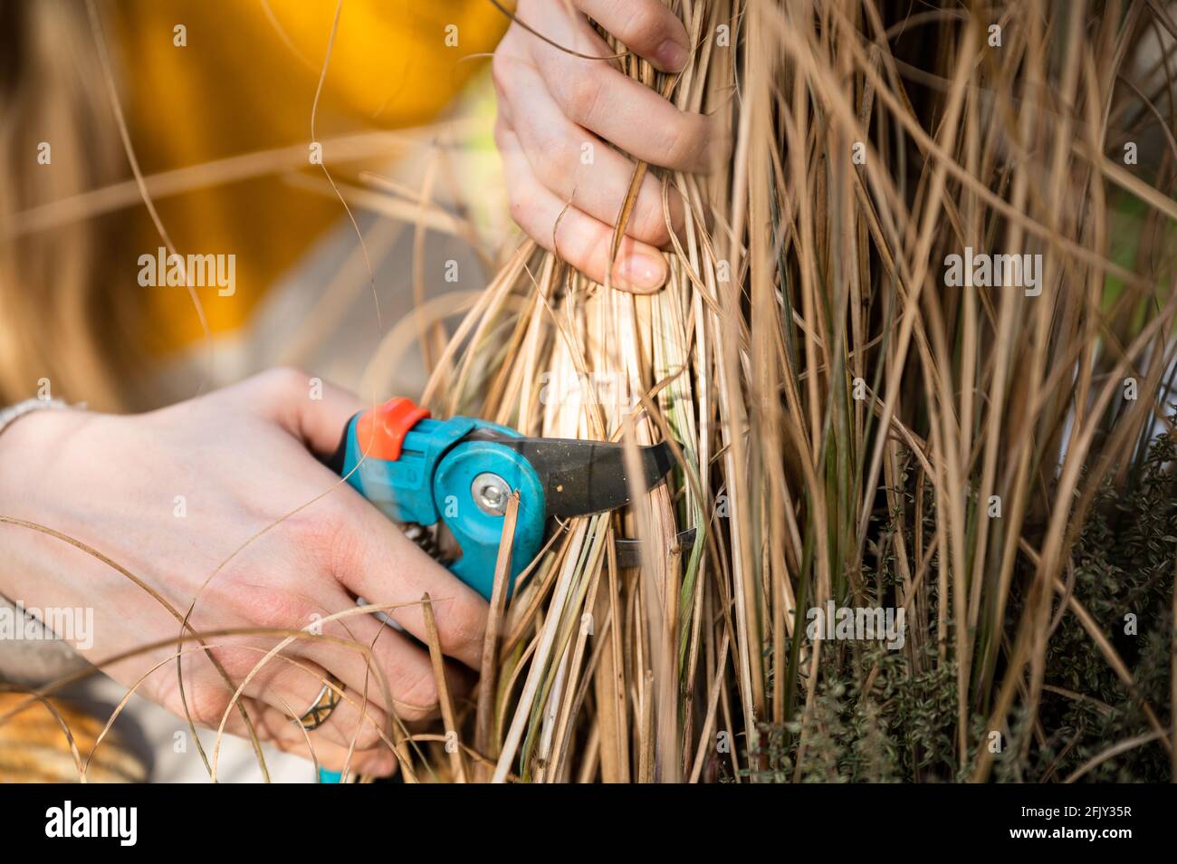 Junge blonde Frau schneidet Zebragras (Miscanthus sinensis zebrinus) oder Stachelschweingras im Garten zurück Stockfoto