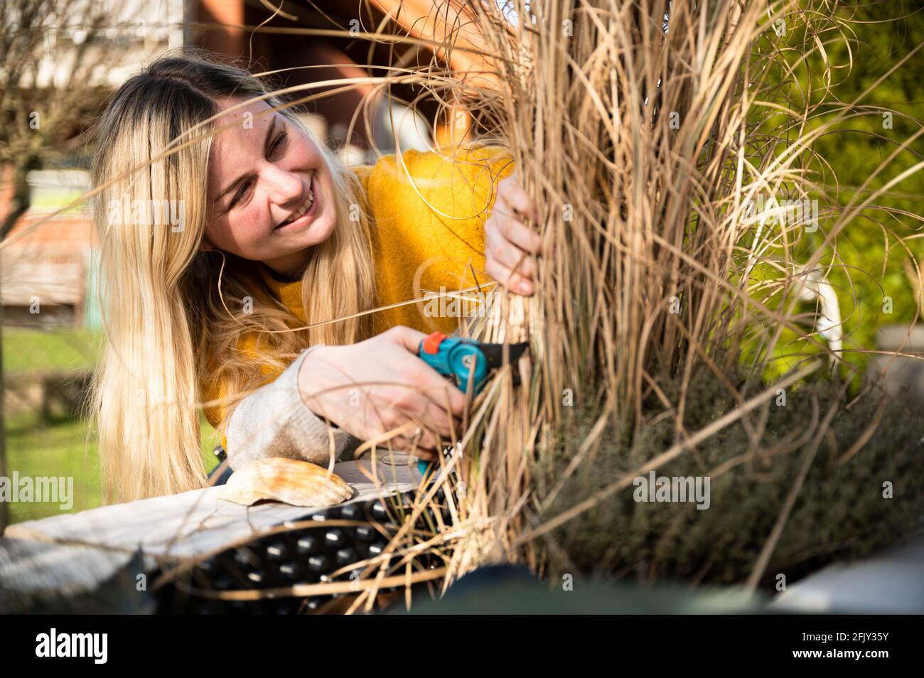 Junge blonde Frau schneidet Zebragras (Miscanthus sinensis zebrinus) oder Stachelschweingras im Garten zurück Stockfoto