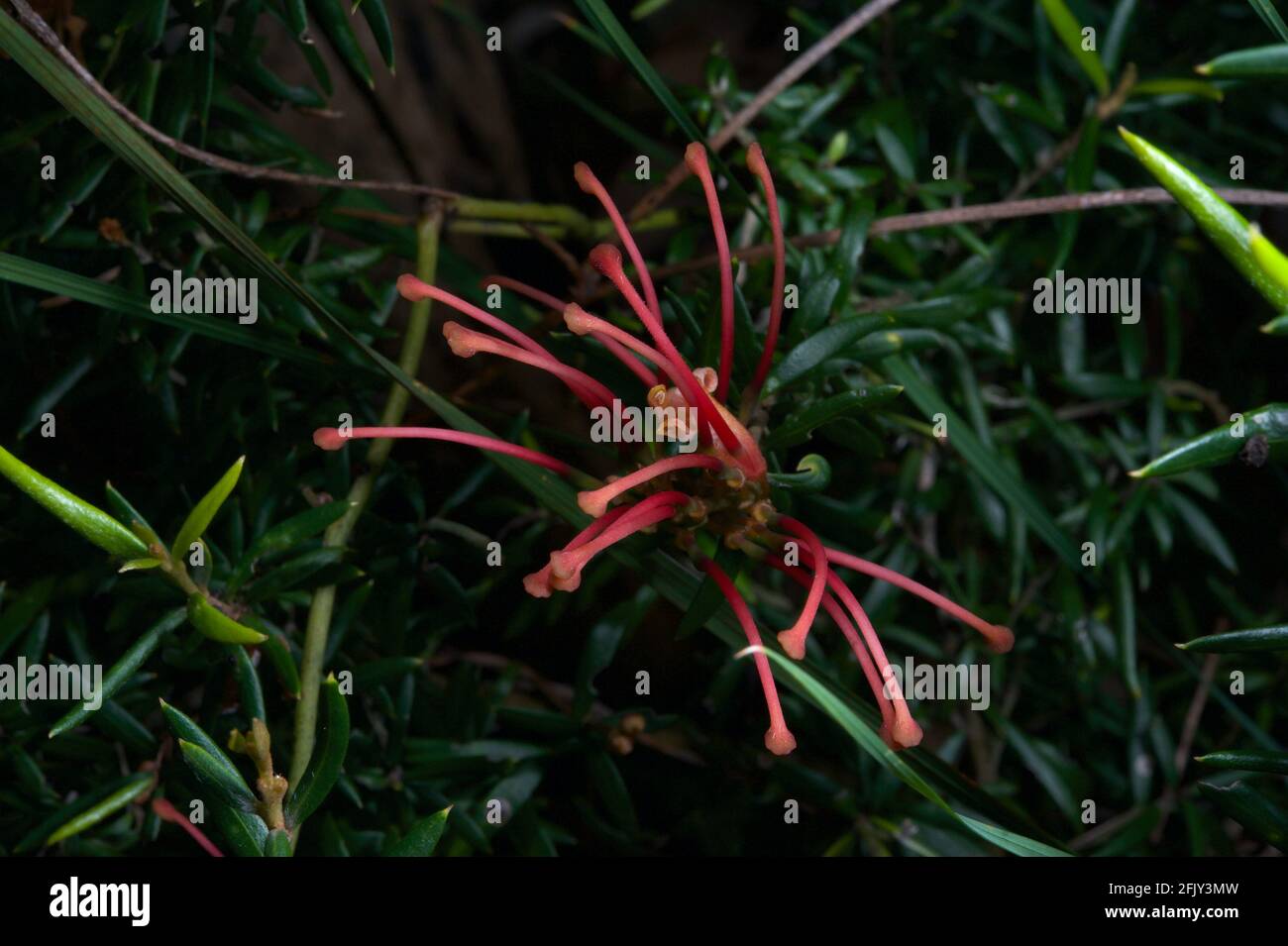 Eine Nahaufnahme einer Rosmarin Grevillea (Grevillea Rosmarinifolia) Blume in meinem Garten in Glen Waverley, Victoria, Australien. Stockfoto