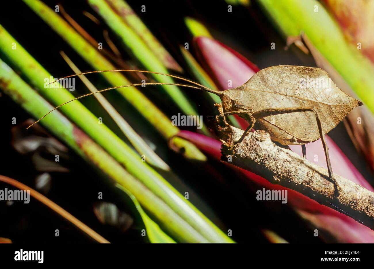 Leaf Katydid (Typophyllum erosum) imitiert das tote braune Blatt Costa Rica Stockfoto