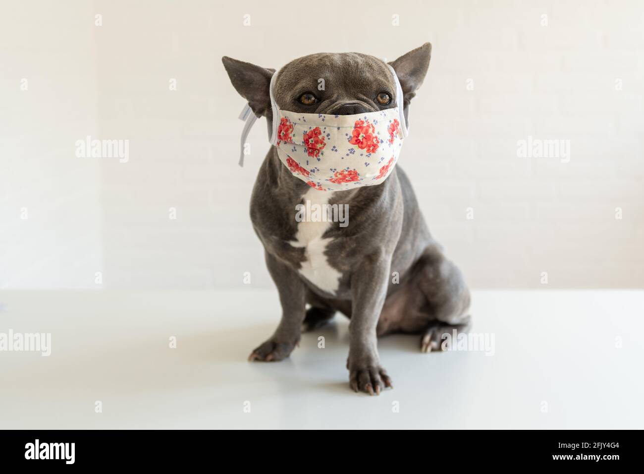 Dogtor: Netter Hund trägt Mundschutz während der Corona-Pandemie. Bleiben Sie gesund! Stockfoto
