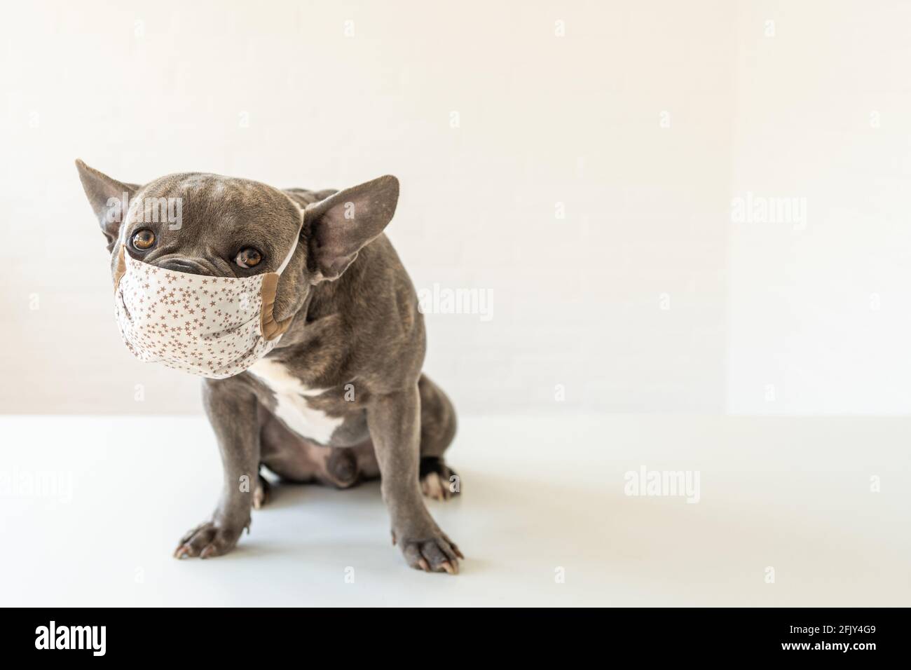 Dogtor: Netter Hund trägt Mundschutz während der Corona-Pandemie. Bleiben Sie gesund! Stockfoto
