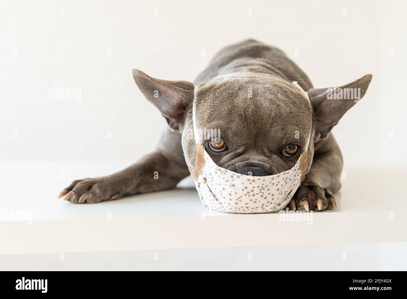 Nette französische Bulldogge trägt eine Atemschutzmaske am Tierarzt Stockfoto