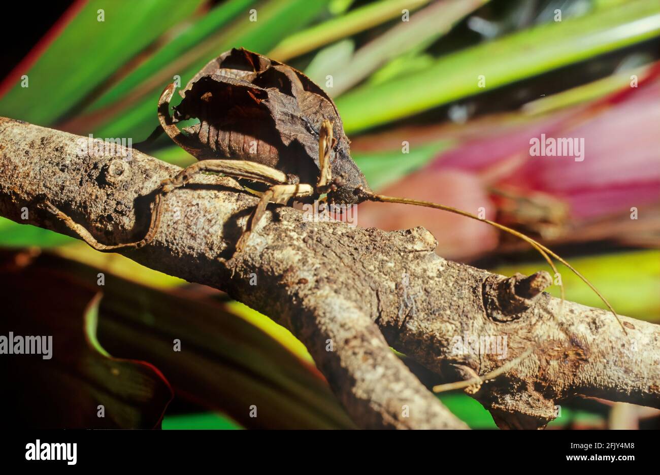 Leaf Katydid (Typophyllum erosum) imitiert das tote braune Blatt Costa Rica Stockfoto
