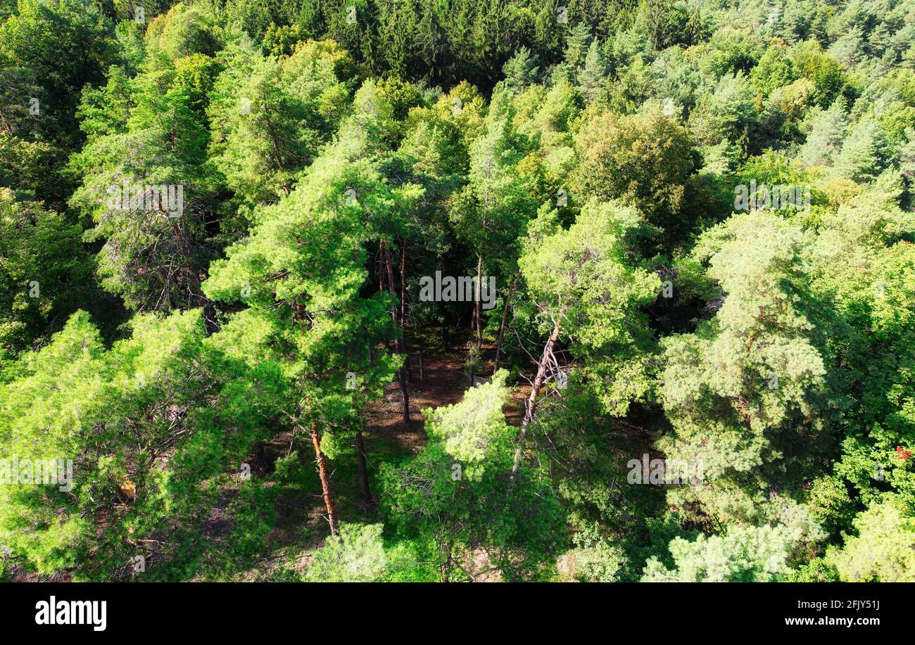 Luftaufnahme der Waldlandschaft Stockfoto