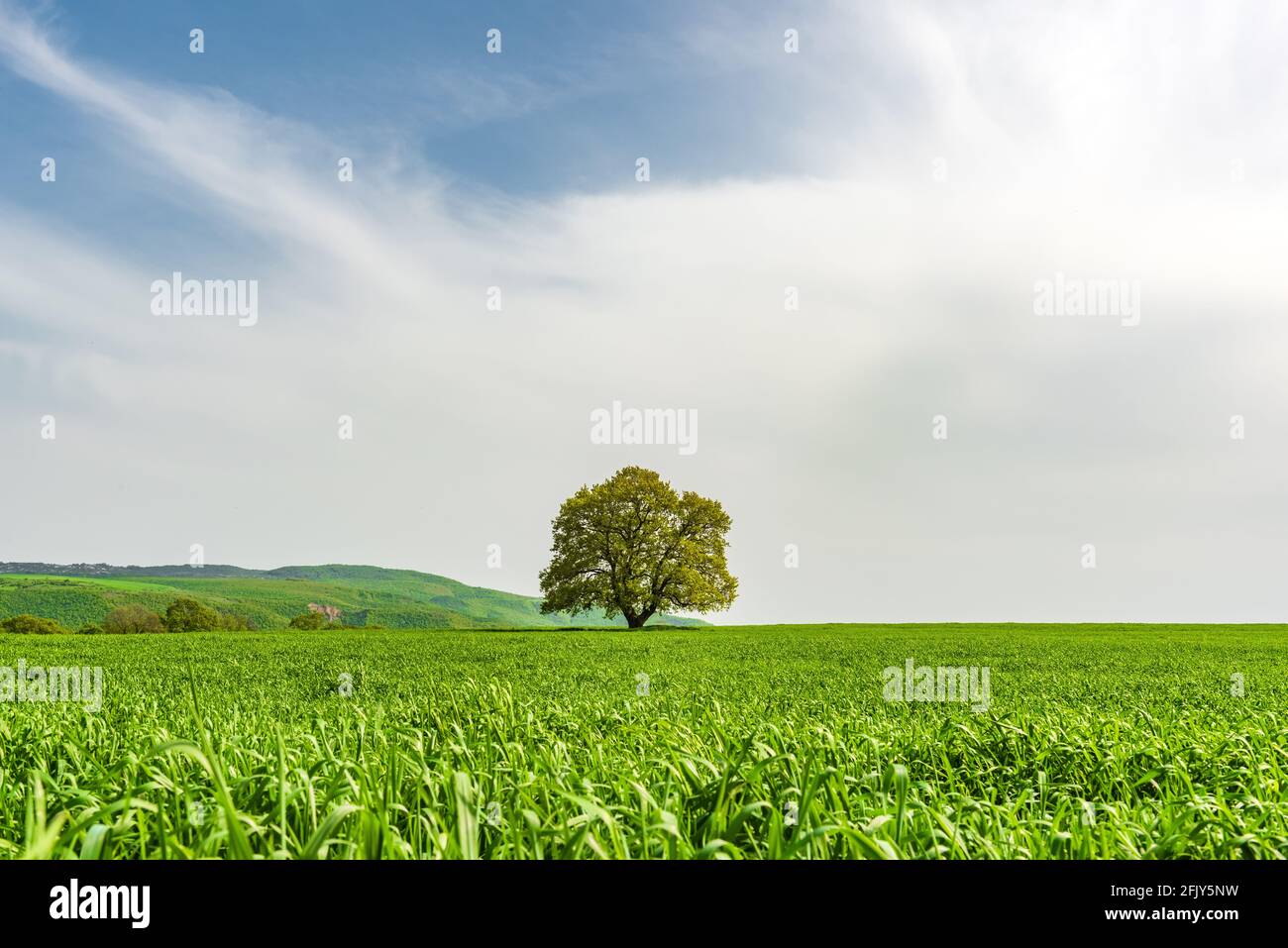 Einsame Eiche in einem grünen Feld Stockfoto