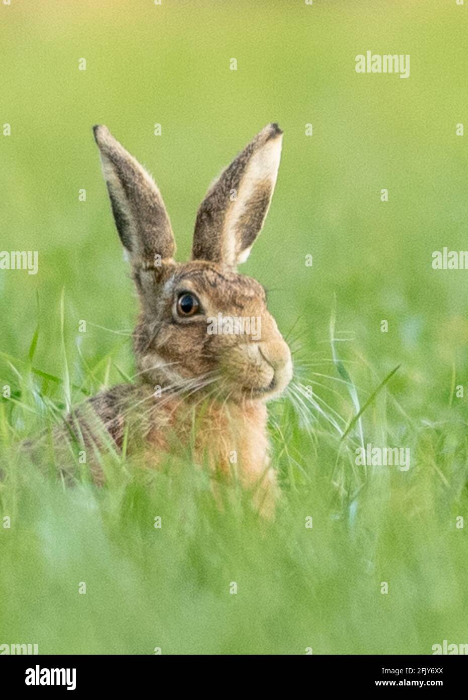 Feldhase Stockfoto