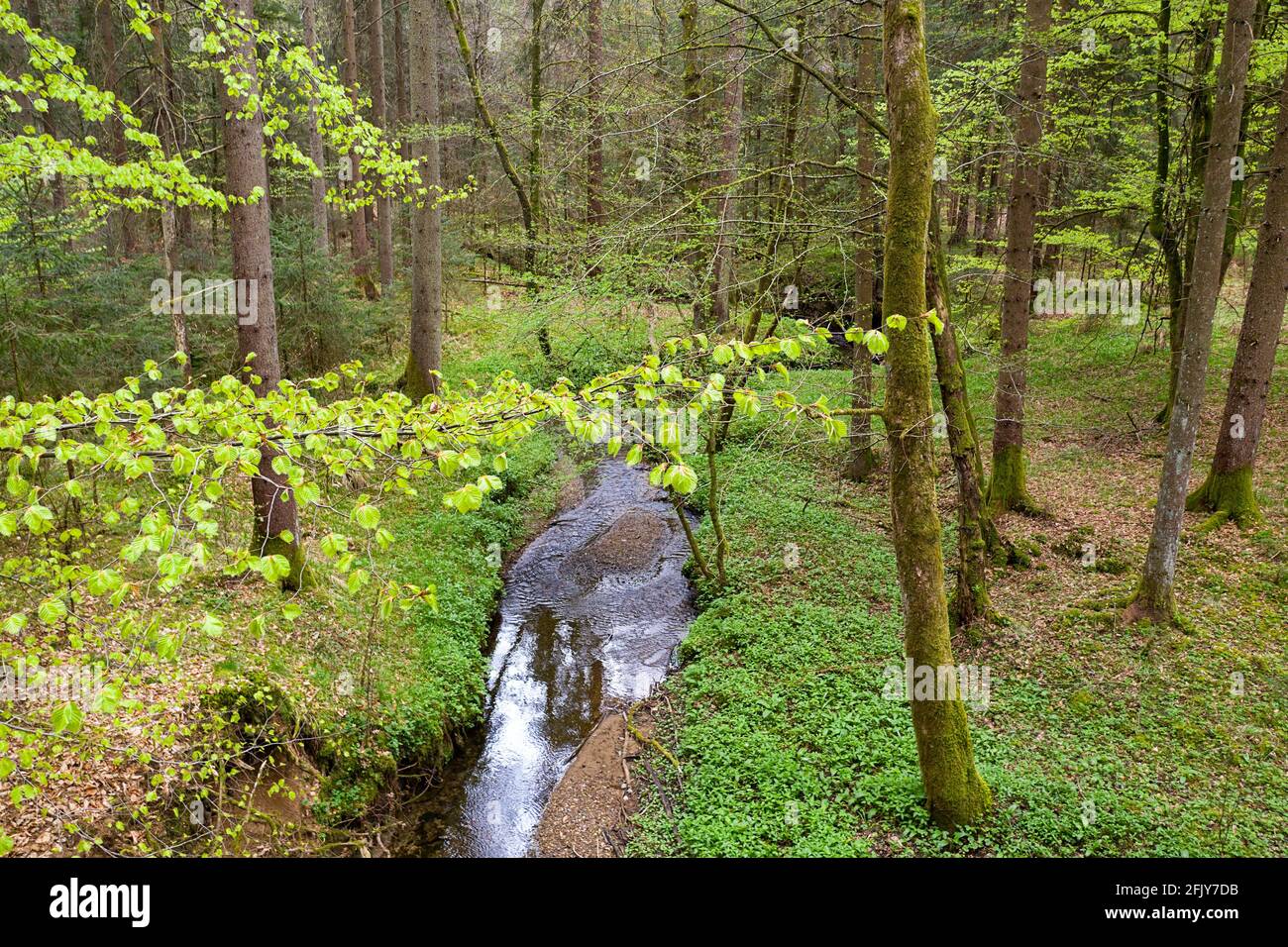 Magischer Wald und Flusslauf im Frühling Stockfoto