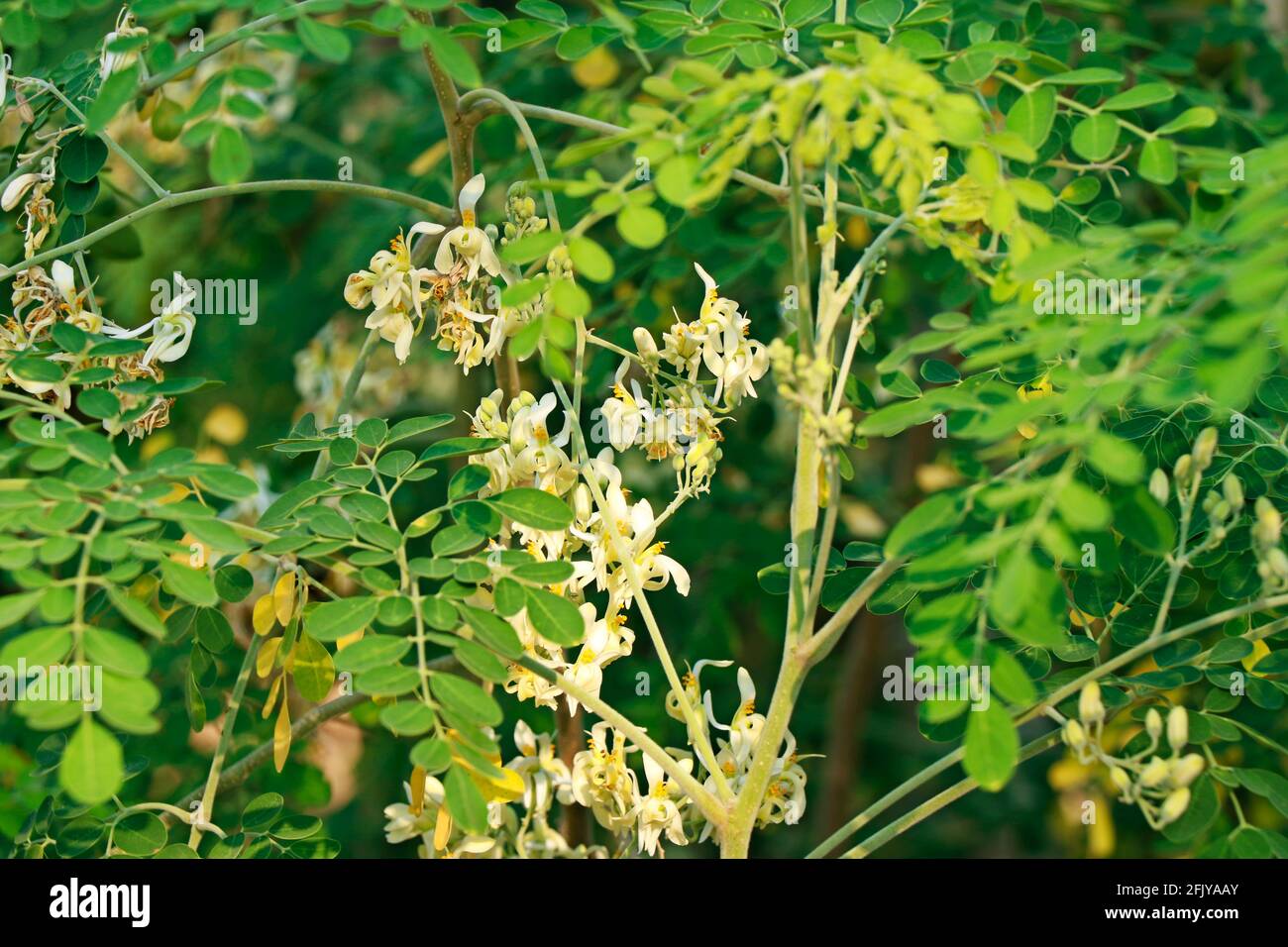 Moringa oleifera ist ein trockenheitsresistenter Baum der Familie Moringaceae, der auf dem indischen Subkontinent beheimatet ist. Gebräuchliche Namen sind Moringa, Drumstick tre Stockfoto