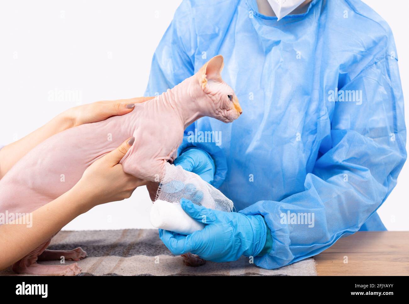 Tierpflege und Veterinärdienste und Hilfskonzept. Zugeschnittenes Bild eines Tierarztes, der einen gebrochenen Arm, eine Fraktur, mit einer Sphinx-Katze verband. Stockfoto