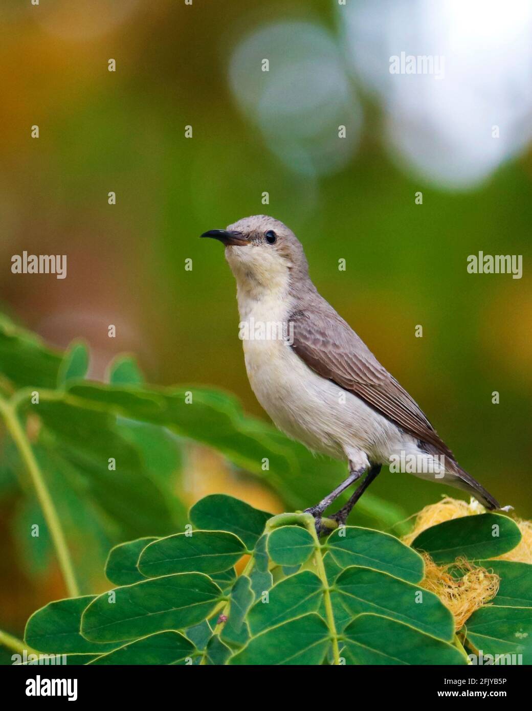 Van Hasselt's Sonnenvögel, ist eine Vogelart aus der Familie Nectariniidae Stockfoto