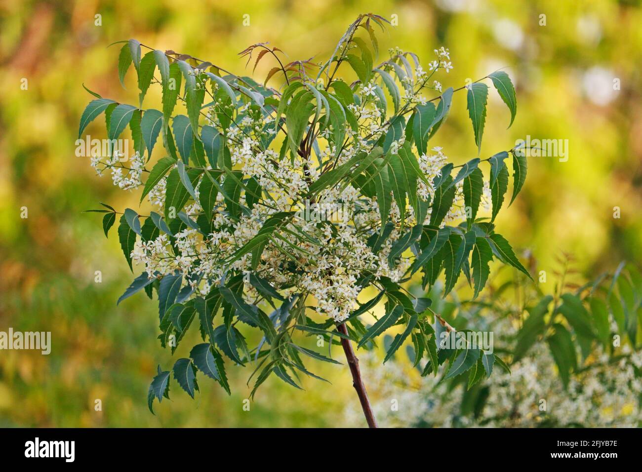 Azadirachta indica, allgemein bekannt als Neem, Nimtree oder Indischer Flieder mit Blumen Stockfoto