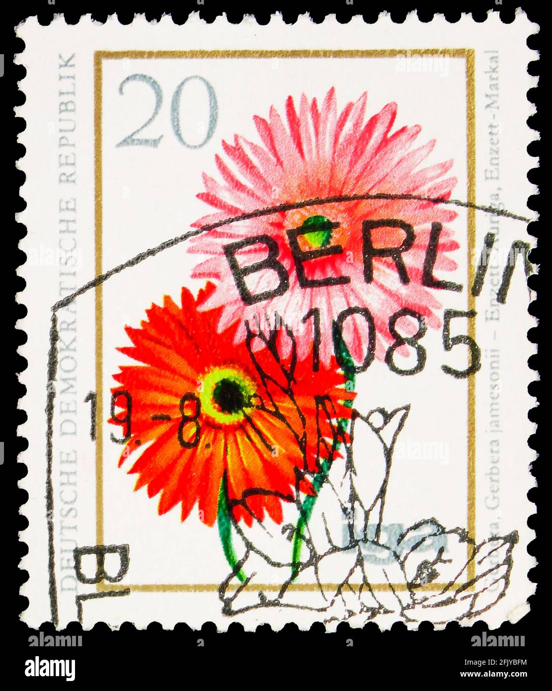 MOSKAU, RUSSLAND - 27. SEPTEMBER 2019: Briefmarke gedruckt in Deutschland, Demokratische Republik, zeigt Gerbera, 20 Pf. - Ostdeutscher Pfennig, Blumen Serie Stockfoto