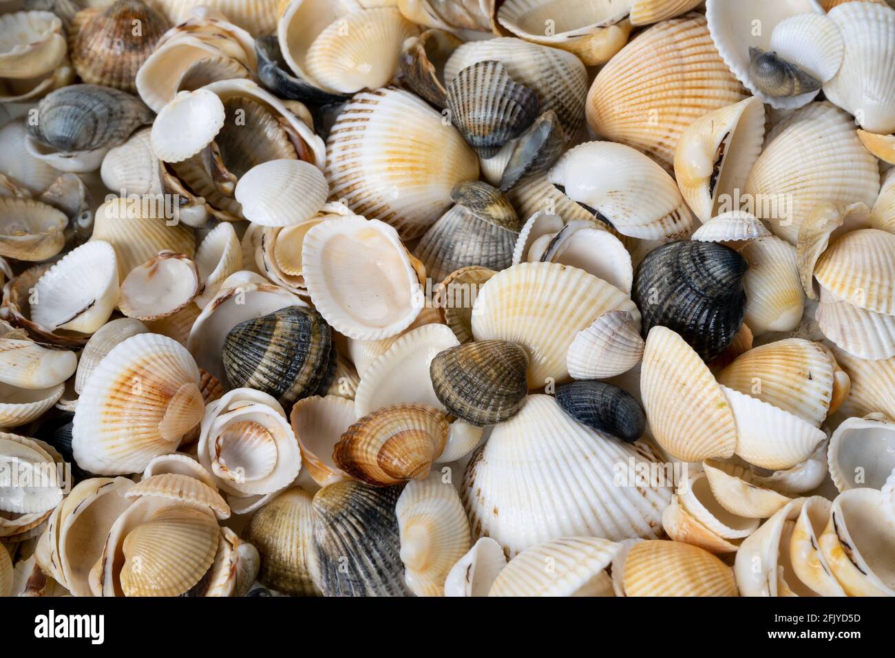 Sommer Hintergrund Muster von Muscheln. Nahaufnahme der Schale. Meeresküste. Muschelschalen Hintergrund. Draufsicht. Stockfoto