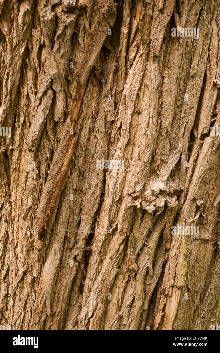 Baum-Rinde-Hintergrund Stockfoto
