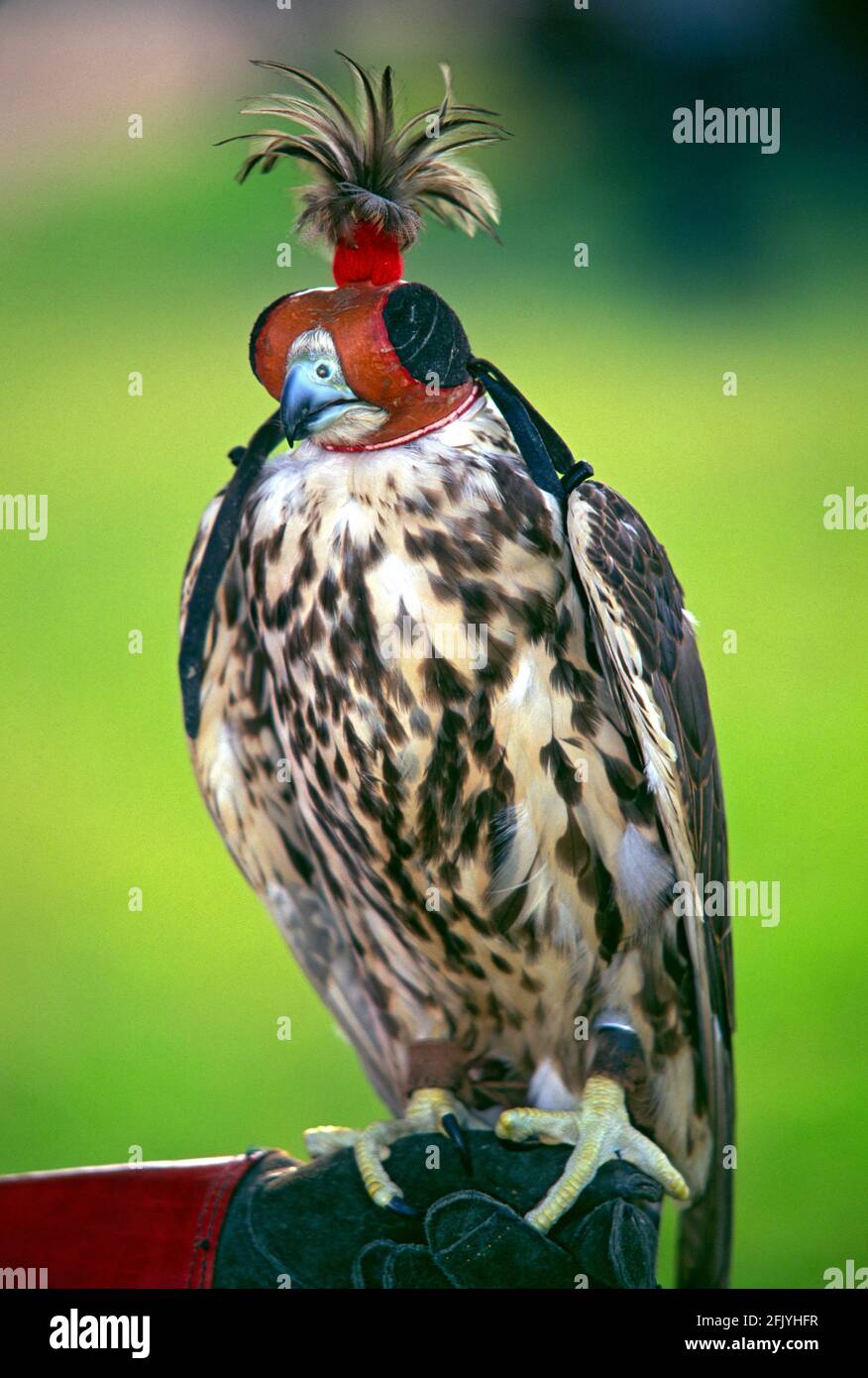 Italien, Lombardei, Historisches erinnern, Falcon trägt eine Haubenabdeckung über dem Kopf Stockfoto