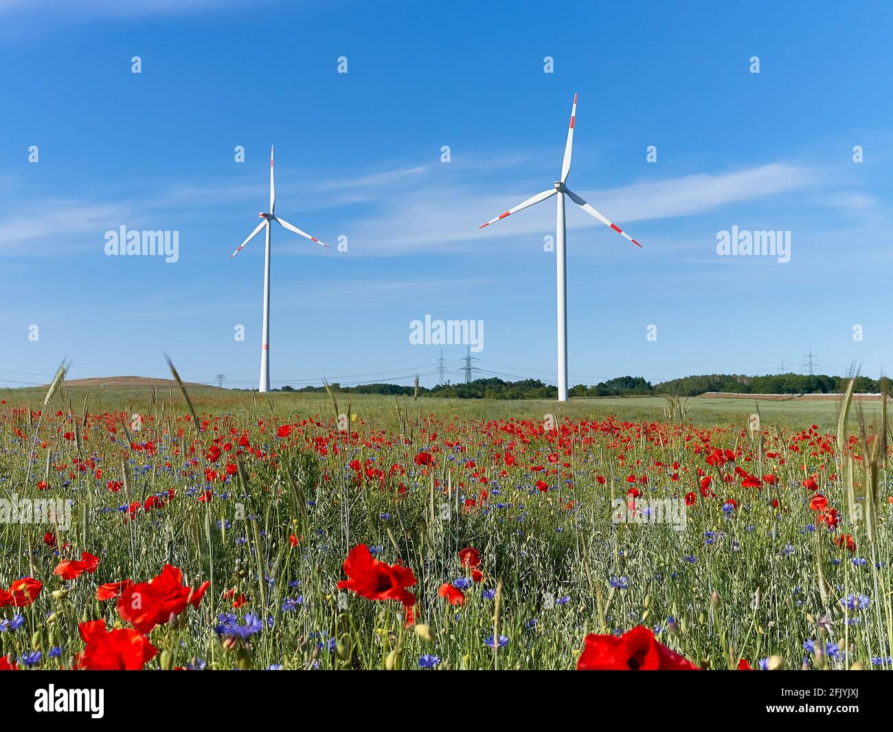 Moderne Windturbinen, Mohnblumenfeld im Herbst. Rote Mohnblumen und blaue Kornblumen in voller Blüte. Alternative grüne Energie, umweltfreundlich Stockfoto