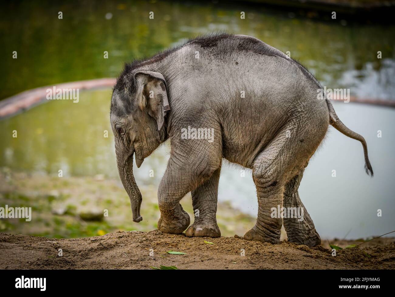 Elefant Kalb Stockfoto