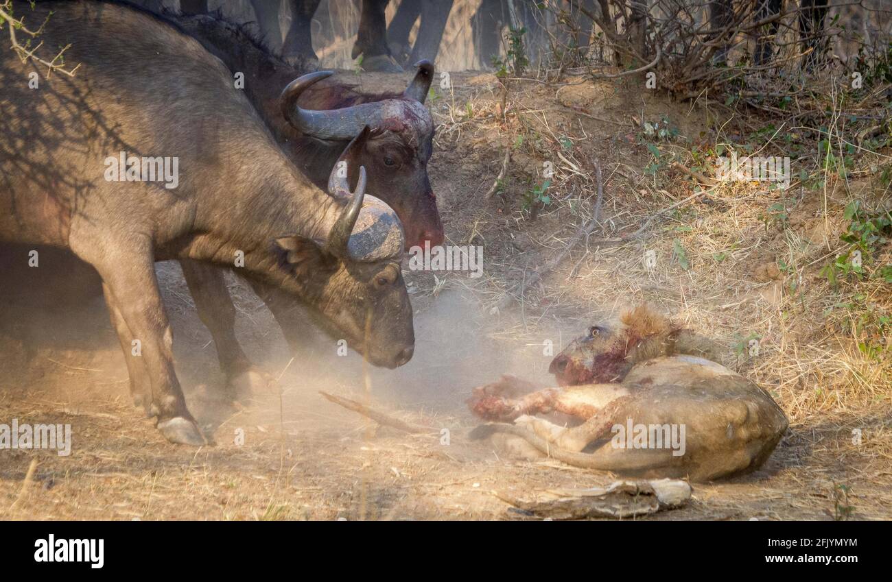 Der Büffel war wieder aufgefahren und der Löwe wurde bald überwältigt. SOUTH LUANGWA NATIONAL PARK, SAMBIA: SEHEN SIE DEN Moment, als ein Löwe nach seiner Reise abgeschlagen wurde Stockfoto