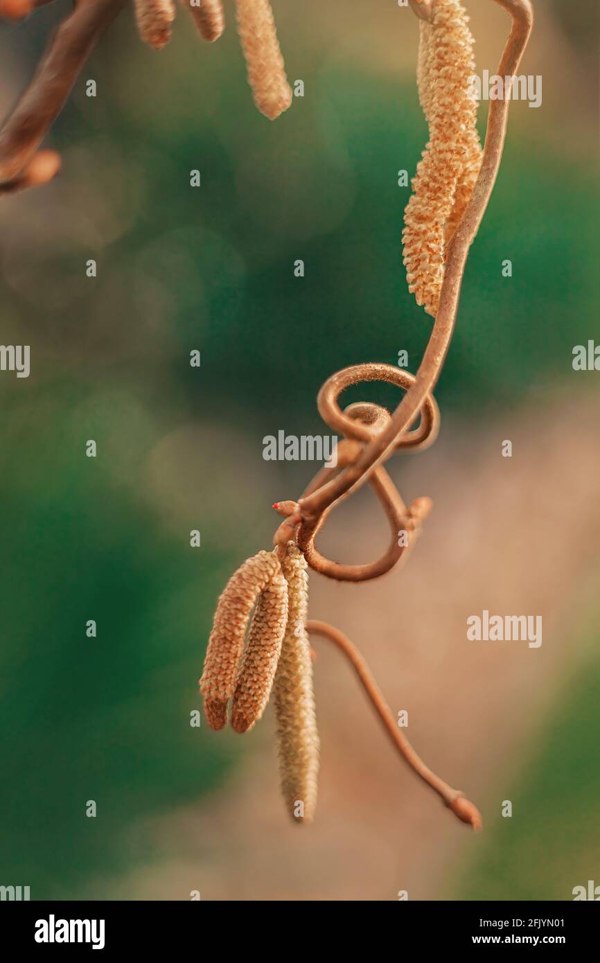 Gebogener Haselnusszweig Stockfoto