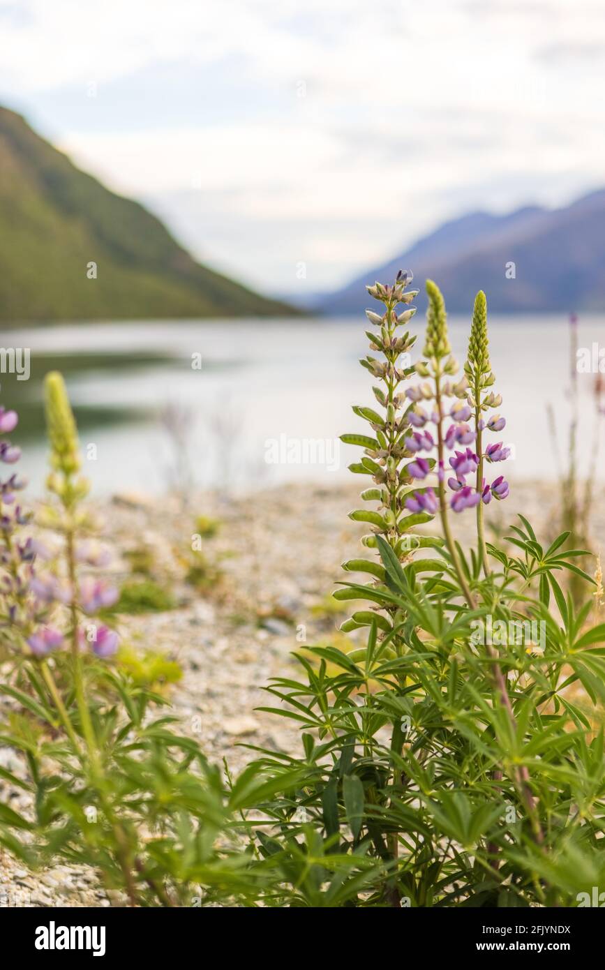 Lila blühende Lupinen, die auf der Seeseite des Lake Wakatipu, Kingston, Südinsel Neuseeland wachsen Stockfoto