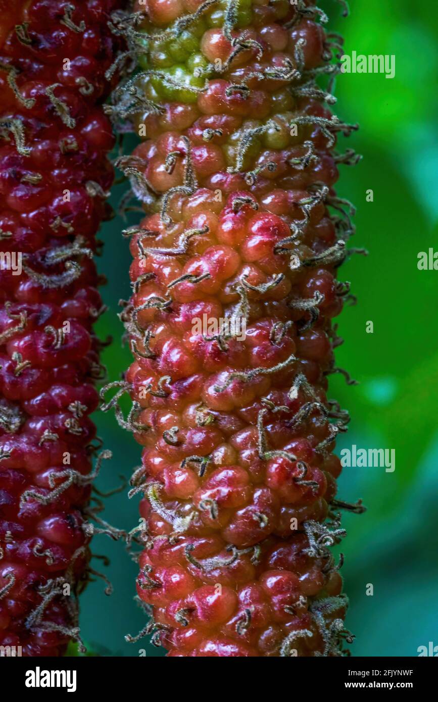 Nahaufnahme der heranreifenden Maulbeerfrucht auf einem Maulbeerbaum Stockfoto