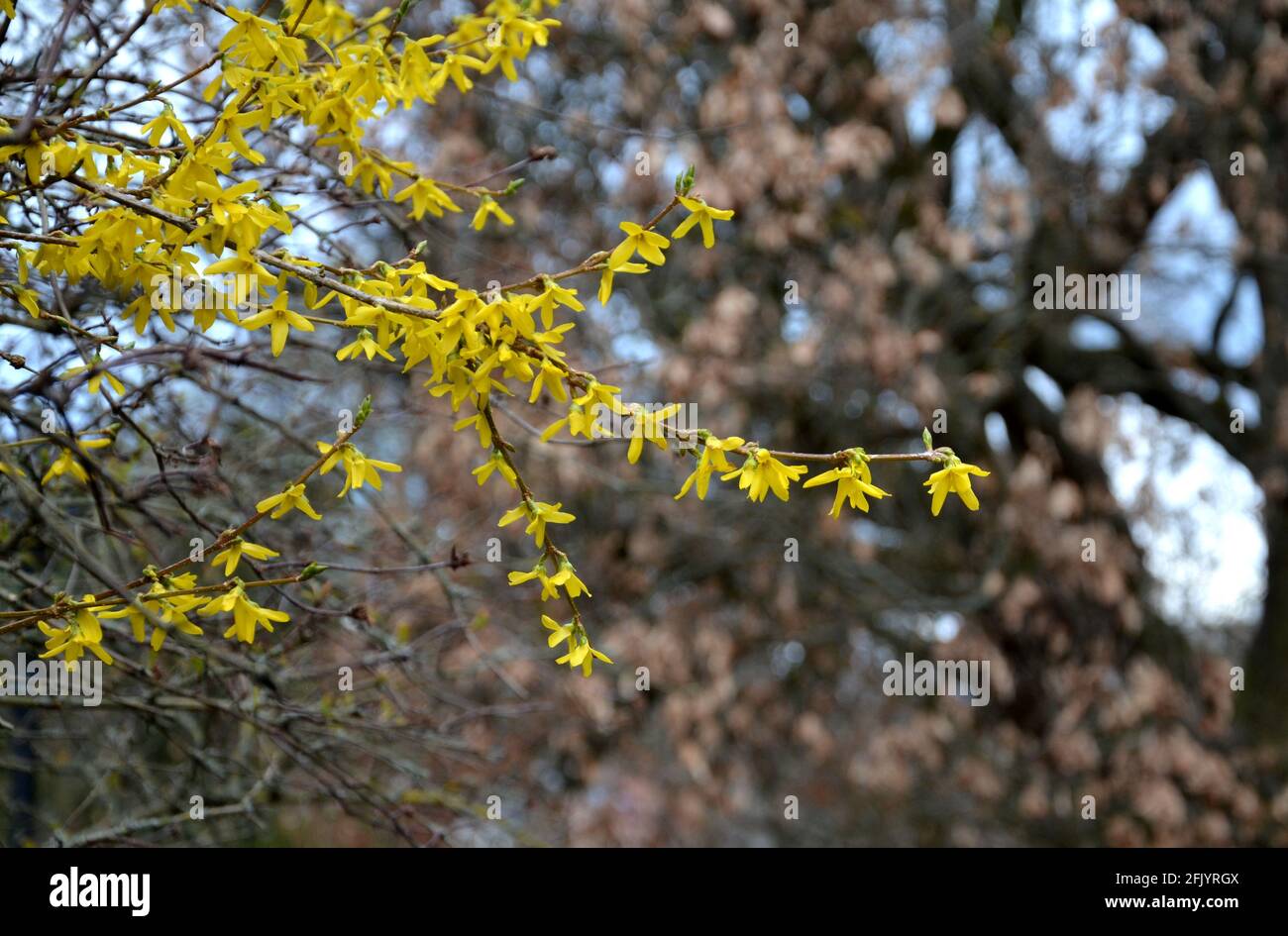 Frische gelbe Knospen mit altem braunen Laub im Hintergrund Stockfoto