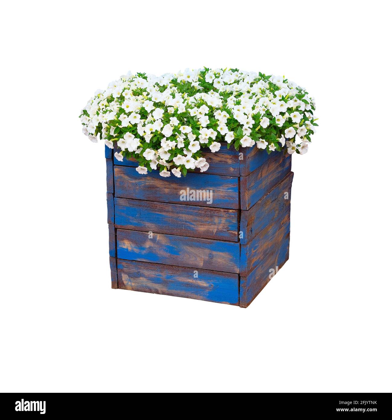 Topf mit Strauch blühender Pflanze für Landschaftsgestaltung. Bush mit vielen kleinen weißen Blüten in blauem Holzblumentopf. Isoliert auf weißem Hintergrund. Stockfoto