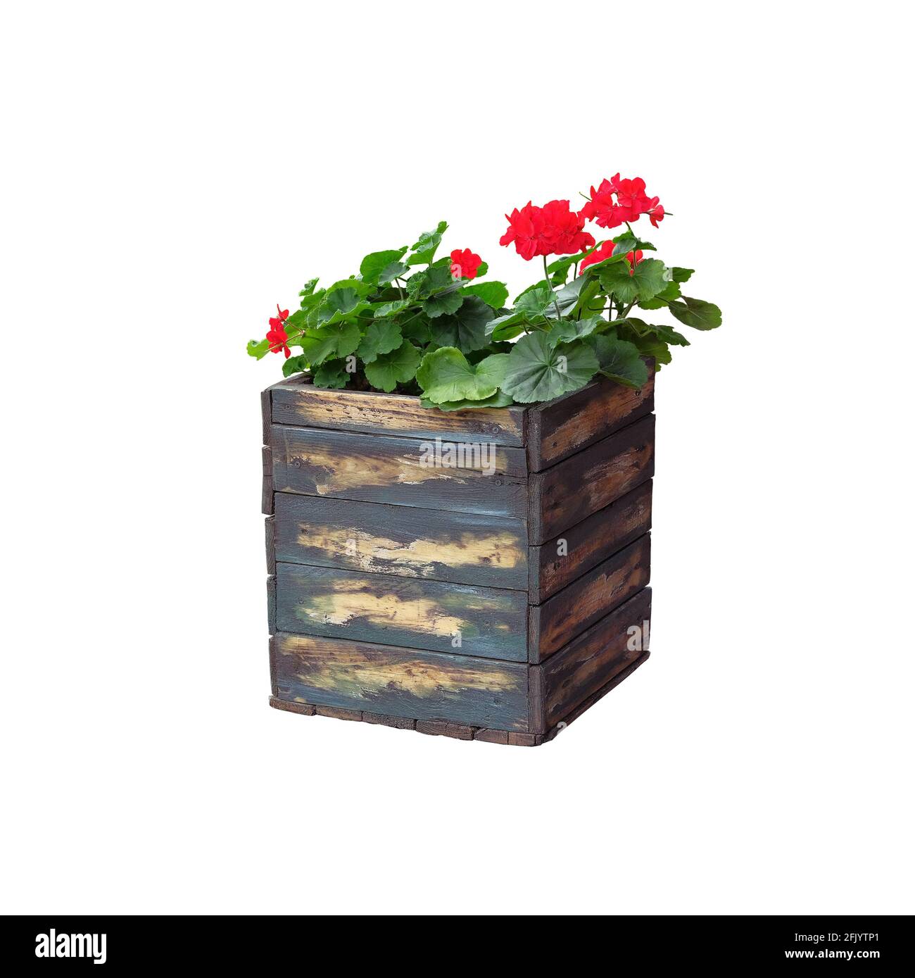 Topf mit Strauch blühender Pflanze für Landschaftsgestaltung. Geranium. Bush mit roten Blüten in Holzblumentopf, isoliert auf weißem Hintergrund. Stockfoto