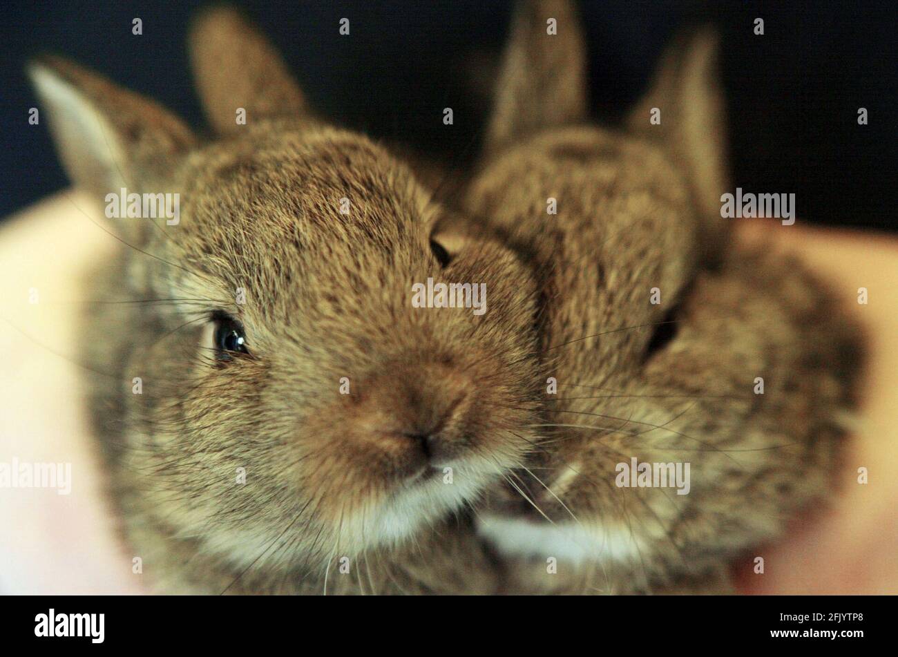 Tigiwinkles Wildlife Hospital in Buckinghamshire Baby Rabbit pic David Sandison Stockfoto