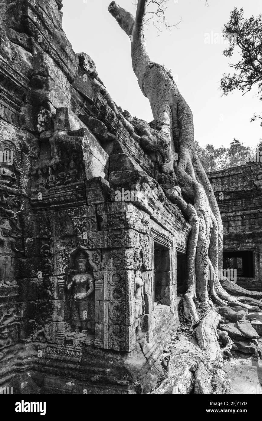 Ta Prohm Tempel, Angkor Wat Tempel Komplex, Siem Reap, Kambodscha. Stockfoto