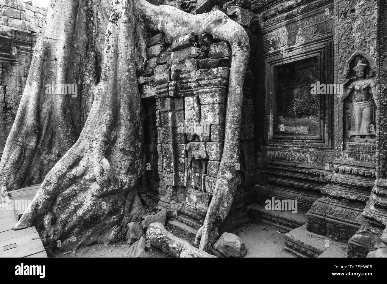Ta Prohm Tempel, Angkor Wat Tempel Komplex, Siem Reap, Kambodscha. Stockfoto