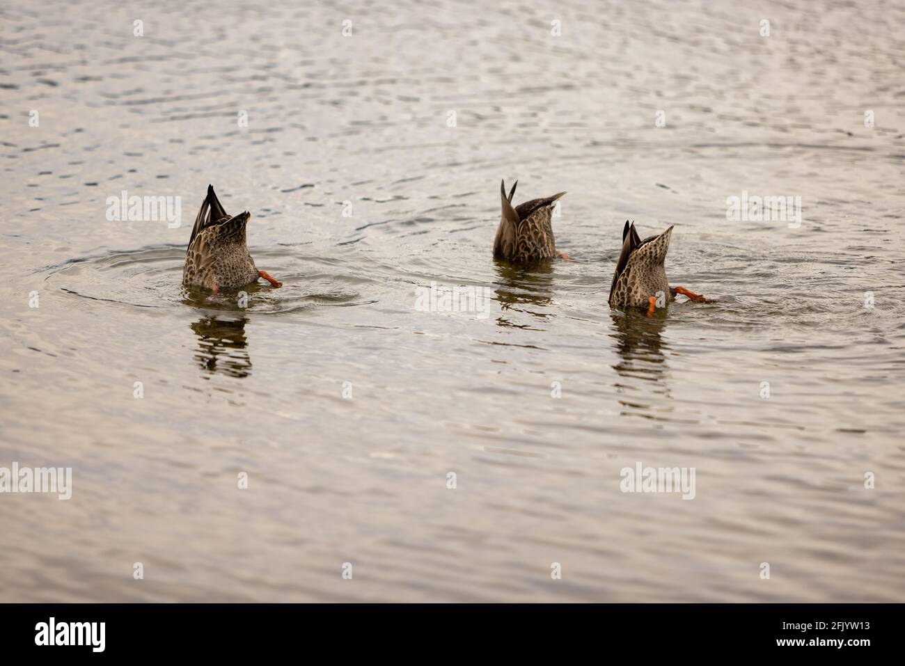 Drei Mallard Ducks mit ihren Bottoms Up Dabbling in the Water, Lake Te Anau, South Island, Neuseeland Stockfoto