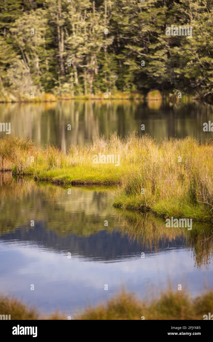 Feuchtgebiete und Buchenbäume, Mavora Lakes Park, in der Nähe von Mossburn, Southland, Neuseeland Stockfoto