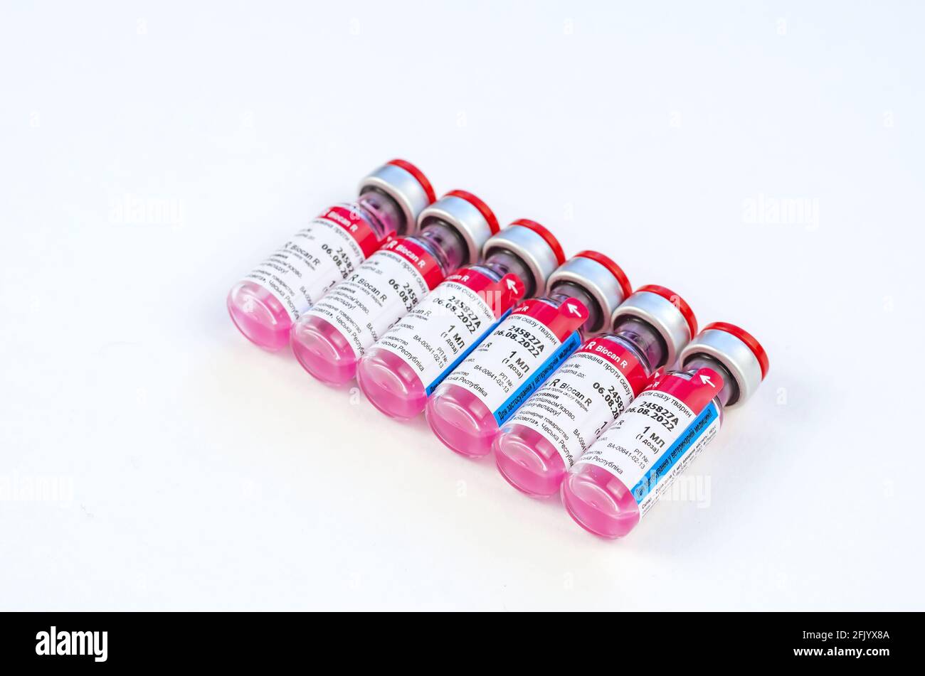 Tierrabbineimpfstoff Biocan R von Bioveta ist auf weiß. Sechs neue Ampullen mit rosa Medizin im Inneren. Tollwut-Prophylaxe. Veterinärmedizin. Inskript Stockfoto